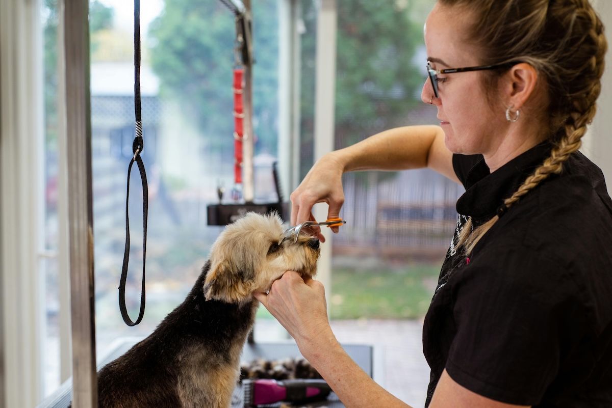 2027 Most Affordable Online Pet Grooming Trade School Programs thumbnail