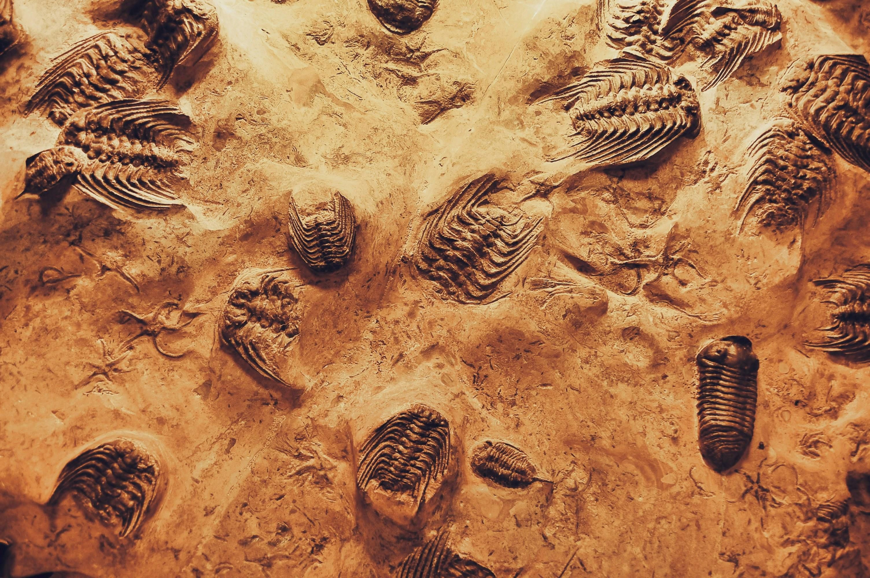 2027 How To Become a Paleontologist? Salary & Career Paths thumbnail