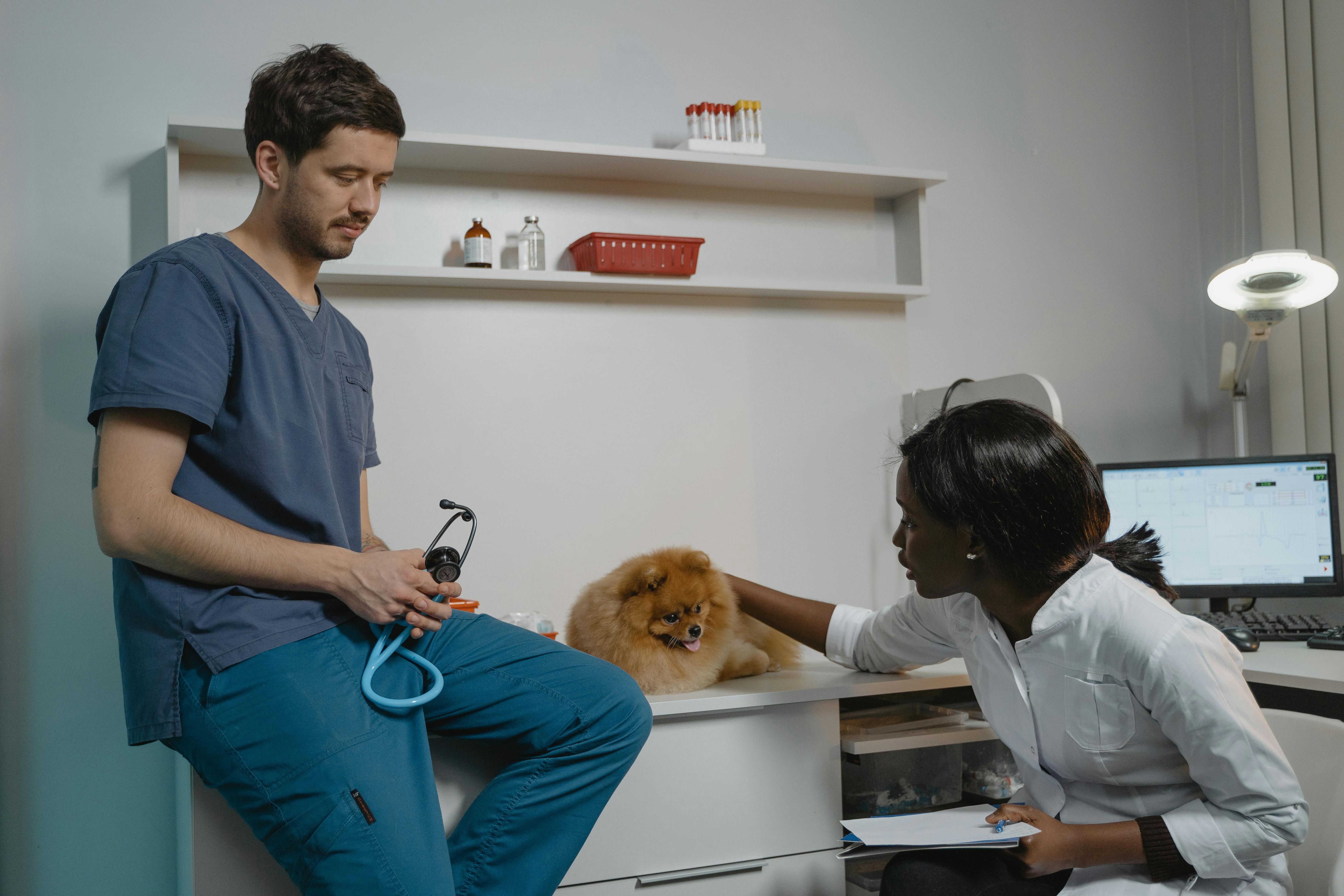2027 Most Affordable Online Veterinary Technician Trade School Programs thumbnail